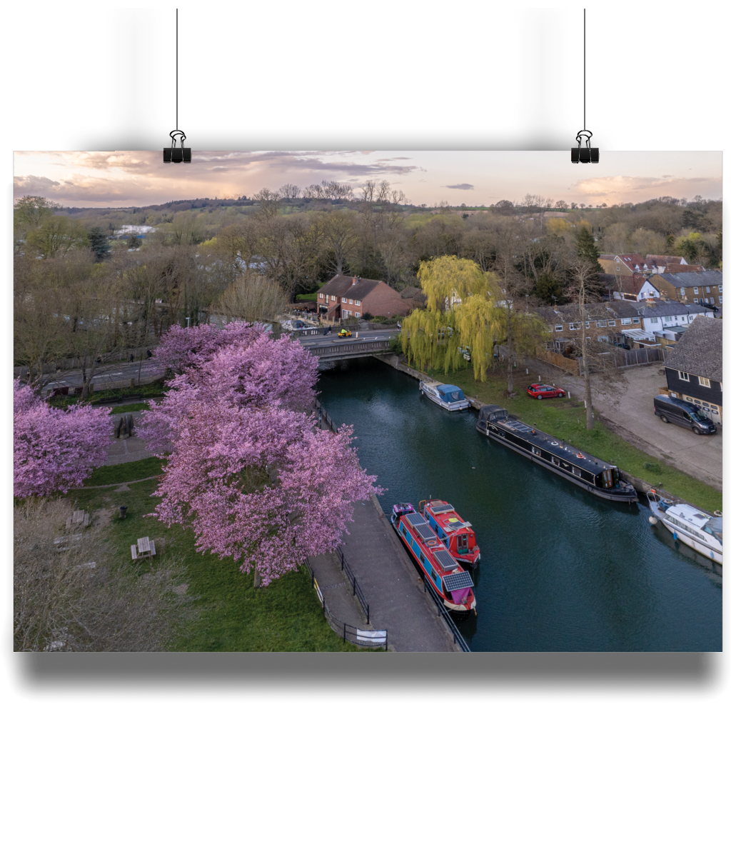 Stanstead Abbotts Cheery Blossom Print